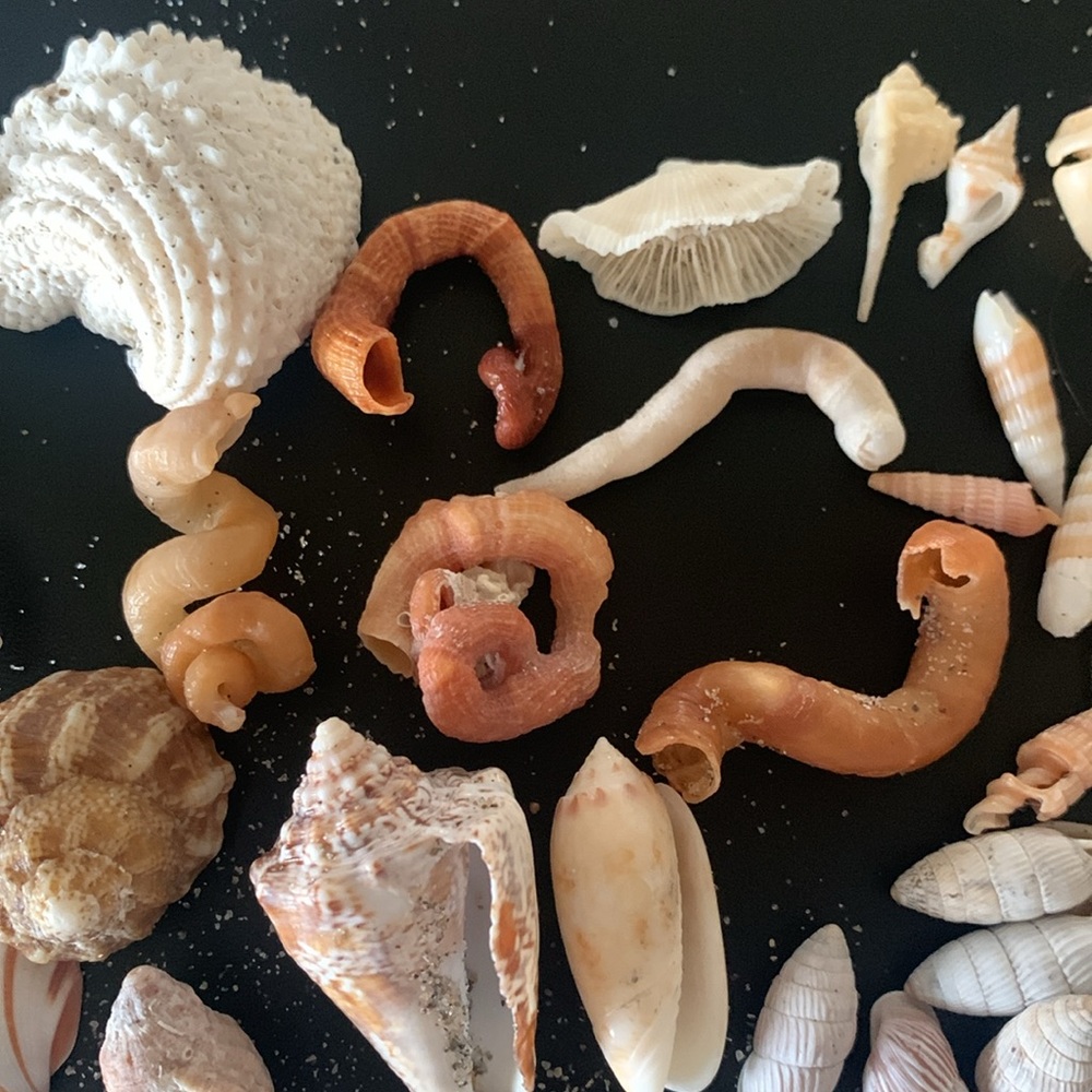 Boca Raton Shells and coral - Picture 2 of 7